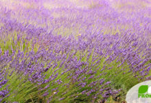 Lavendel-Öl 33 Lavendel, ein Strauch mit Heilwirkung