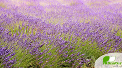 Lavendel-Öl 29 Lavendel, ein Strauch mit Heilwirkung