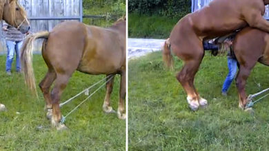 Vergewaltigung bei der Pferdezucht 5 Angebundene Stute zur Deckung