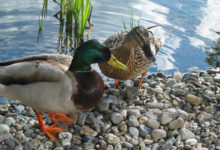 Emotionen und Charakter von Tieren, was haben wir gemeinsam? 30 Tiere sind in der Wirkung auf den Menschen nicht zu unterschätzen.