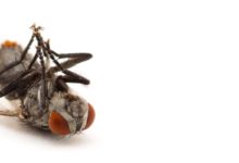 Insektensterben. Handystrahlung könnte sich auf Insekten auswirken! 18 Handystrahlung könnte sich auf Insekten auswirken